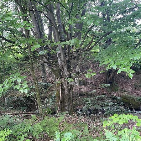 Соколів Камінь Novoselitsa  외부 사진