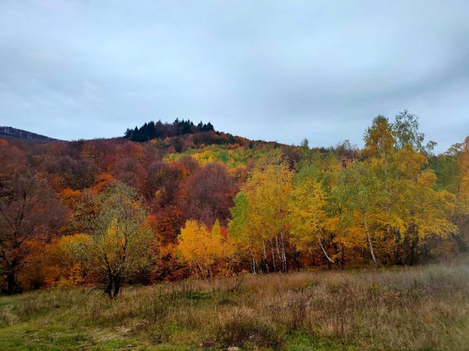Соколів Камінь Novoselitsa  외부 사진