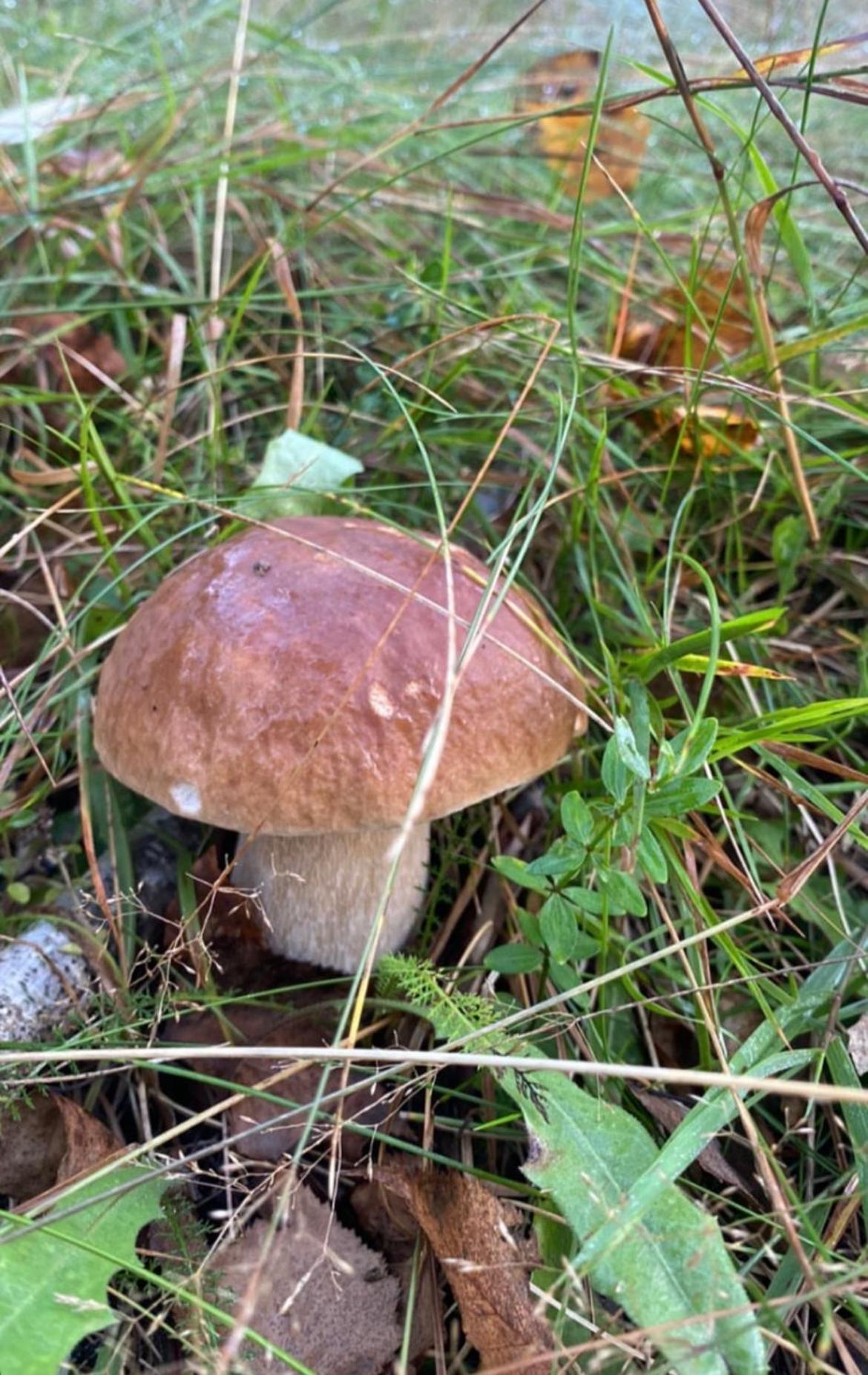 Соколів Камінь Novoselitsa  외부 사진
