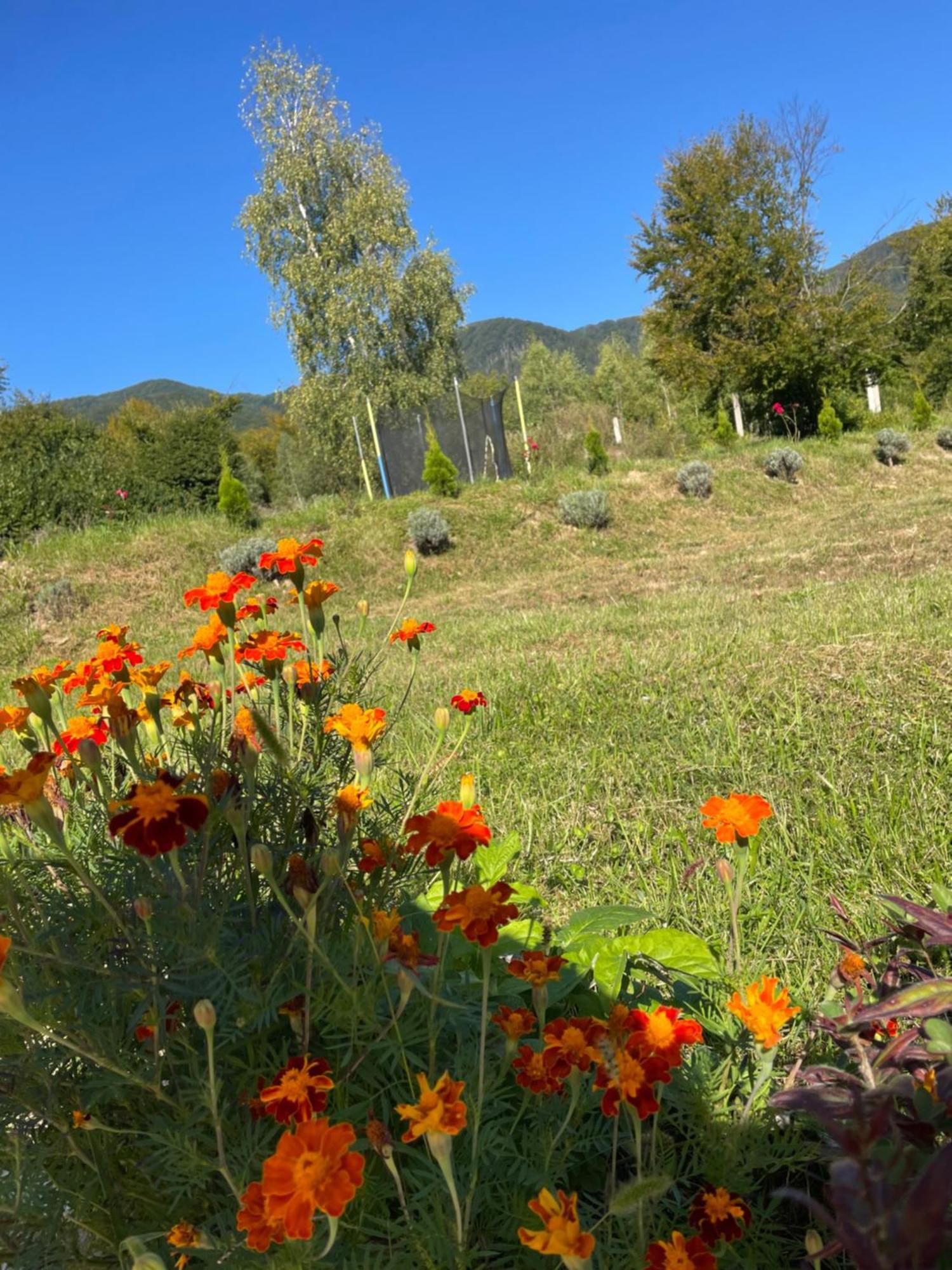 Соколів Камінь Novoselitsa  외부 사진