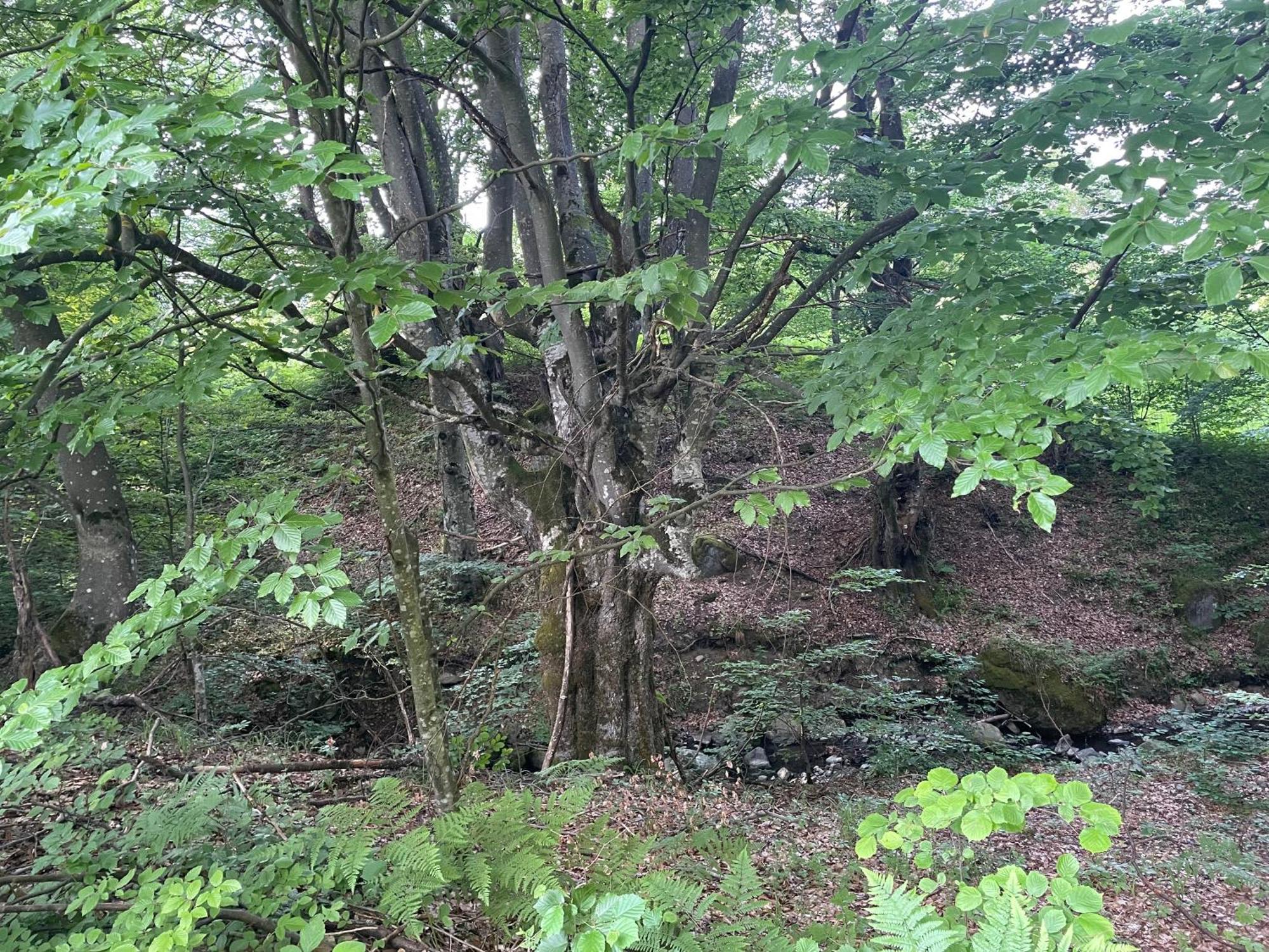 Соколів Камінь Novoselitsa  외부 사진